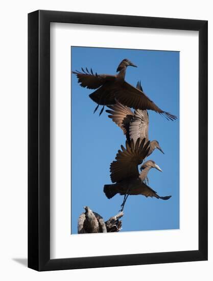 Hammerkops in flight-Scott Bennion-Framed Photo