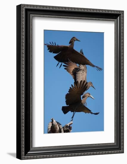 Hammerkops in flight-Scott Bennion-Framed Photo