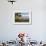 Hammock on a Beach in Ha'Apai Islands, Tonga, South Pacific-Michael Runkel-Framed Photographic Print displayed on a wall