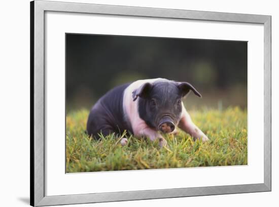 Hampshire Pig Sitting in Grass-DLILLC-Framed Photographic Print