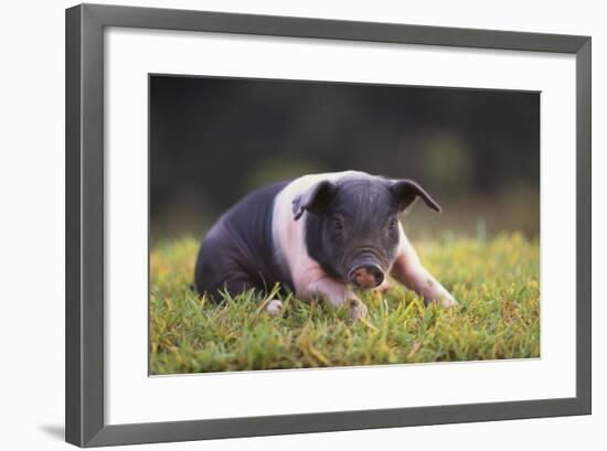 Hampshire Pig Sitting in Grass-DLILLC-Framed Photographic Print