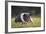 Hampshire Pig Sitting in Grass-DLILLC-Framed Photographic Print