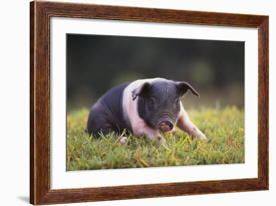 Hampshire Pig Sitting in Grass-DLILLC-Framed Photographic Print