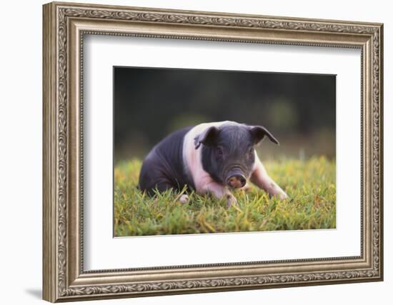 Hampshire Pig Sitting in Grass-DLILLC-Framed Photographic Print