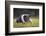 Hampshire Pig Sitting in Grass-DLILLC-Framed Photographic Print