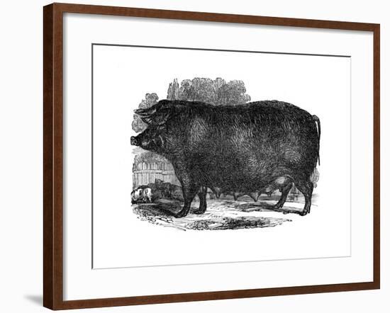 Hampshire Sow, 1848-null-Framed Giclee Print