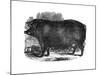 Hampshire Sow, 1848-null-Mounted Giclee Print