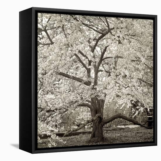 Hamption Magnolia II-Alan Blaustein-Framed Premier Image Canvas