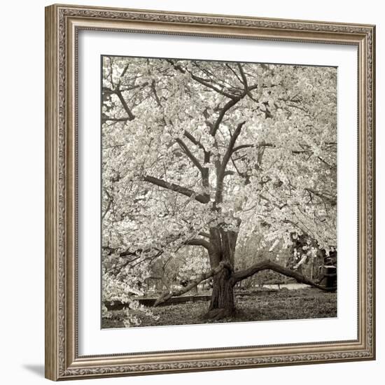 Hamption Magnolia II-Alan Blaustein-Framed Photographic Print