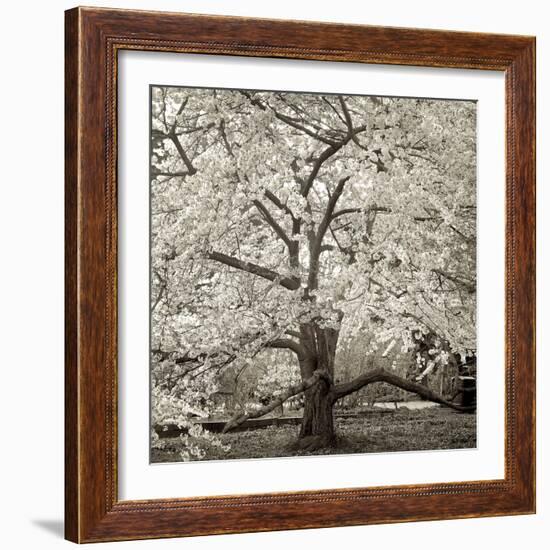 Hamption Magnolia II-Alan Blaustein-Framed Photographic Print