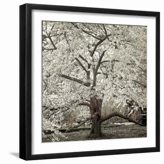 Hamption Magnolia II-Alan Blaustein-Framed Photographic Print