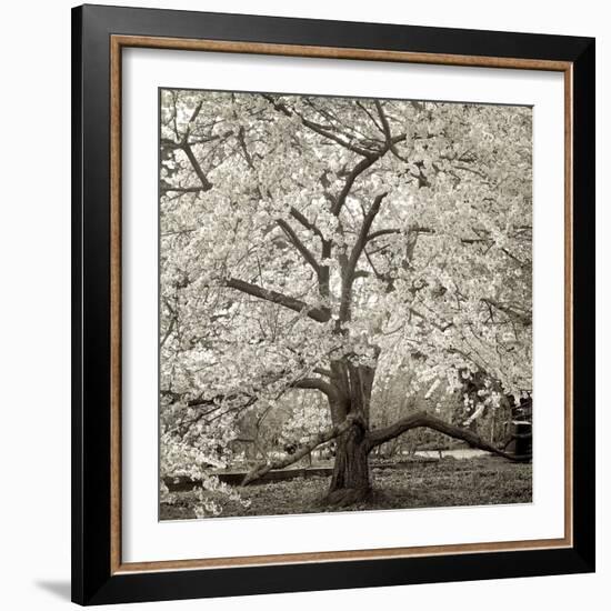 Hamption Magnolia II-Alan Blaustein-Framed Photographic Print