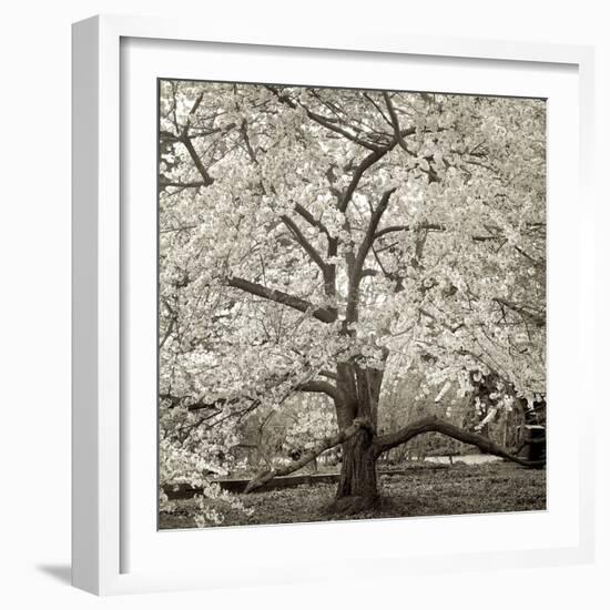 Hamption Magnolia II-Alan Blaustein-Framed Photographic Print