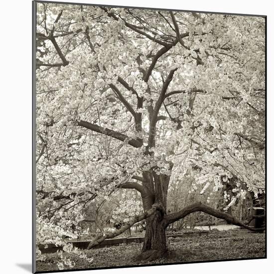 Hamption Magnolia II-Alan Blaustein-Mounted Photographic Print