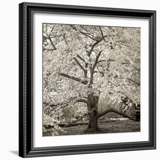 Hamption Magnolia II-Alan Blaustein-Framed Photographic Print