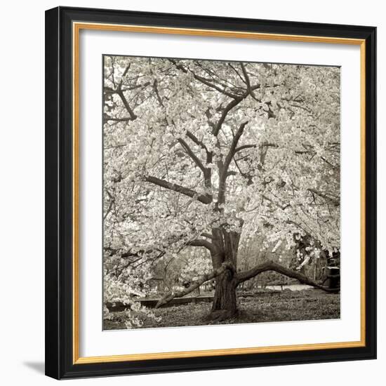 Hamption Magnolia II-Alan Blaustein-Framed Photographic Print