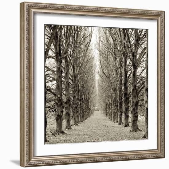 Hampton Gates Promenade III-Alan Blaustein-Framed Photographic Print