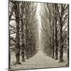 Hampton Gates Promenade III-Alan Blaustein-Mounted Photographic Print