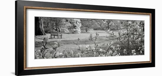 Hampton Magnolia #1-Alan Blaustein-Framed Photographic Print