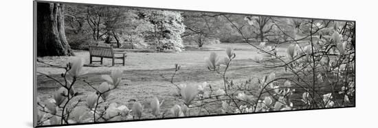 Hampton Magnolia #1-Alan Blaustein-Mounted Photographic Print