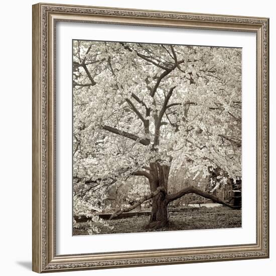 Hampton Magnolia #2-Alan Blaustein-Framed Photographic Print