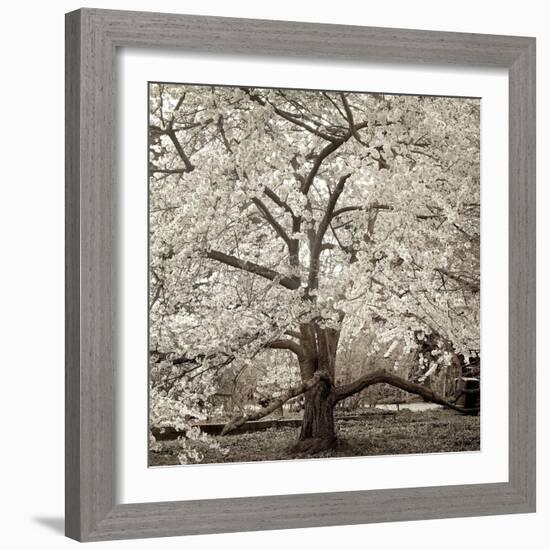 Hampton Magnolia #2-Alan Blaustein-Framed Photographic Print