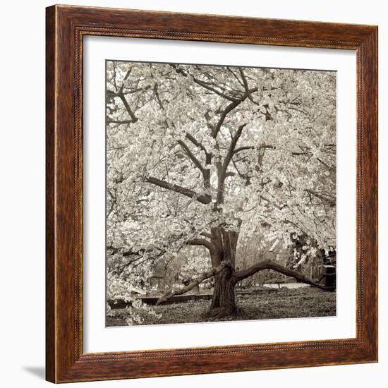 Hampton Magnolia #2-Alan Blaustein-Framed Photographic Print