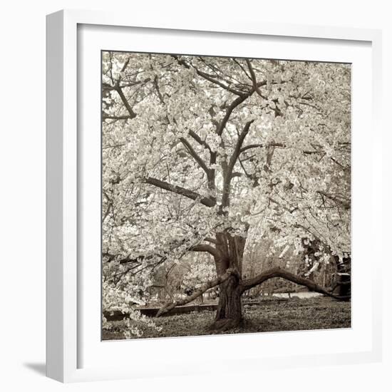 Hampton Magnolia #2-Alan Blaustein-Framed Photographic Print