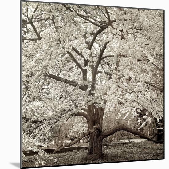 Hampton Magnolia #2-Alan Blaustein-Mounted Photographic Print
