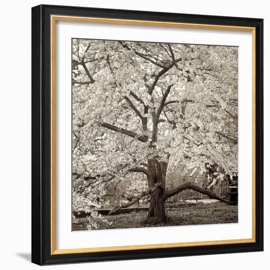 Hampton Magnolia #2-Alan Blaustein-Framed Photographic Print