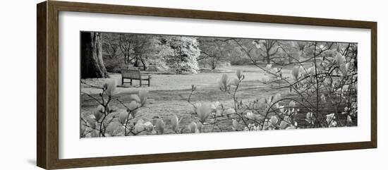 Hampton Magnolia I-Alan Blaustein-Framed Photographic Print