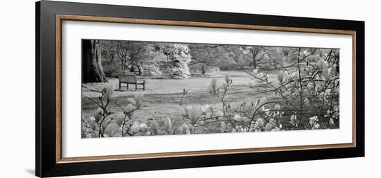 Hampton Magnolia I-Alan Blaustein-Framed Photographic Print