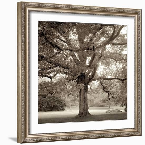 Hampton Maple #1-Alan Blaustein-Framed Photographic Print