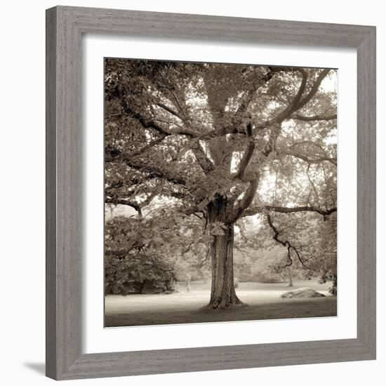 Hampton Maple #1-Alan Blaustein-Framed Photographic Print