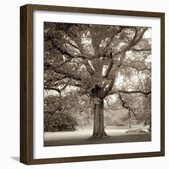 Hampton Maple #1-Alan Blaustein-Framed Photographic Print