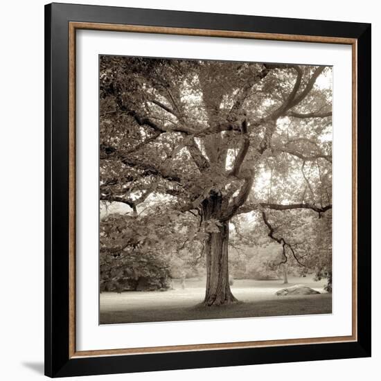 Hampton Maple #1-Alan Blaustein-Framed Photographic Print