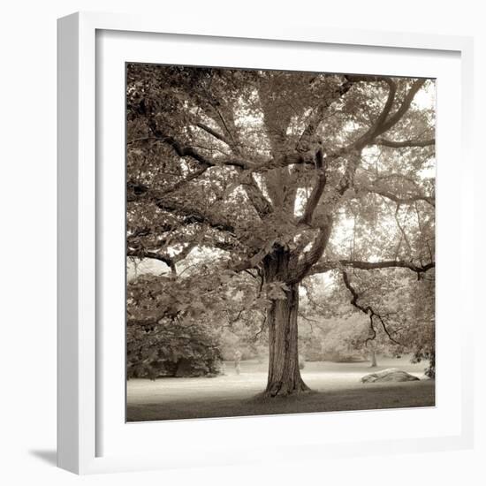 Hampton Maple #1-Alan Blaustein-Framed Photographic Print