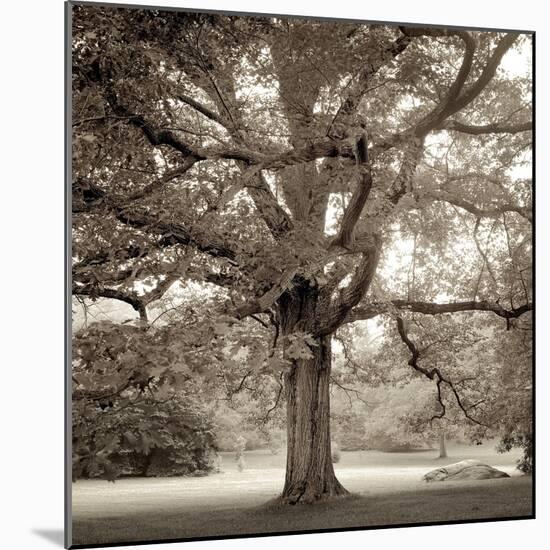 Hampton Maple #1-Alan Blaustein-Mounted Photographic Print