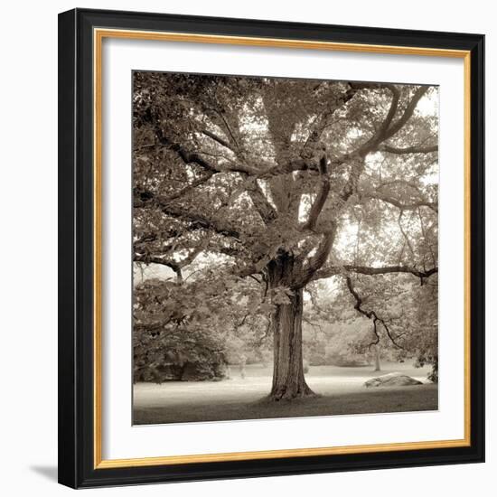 Hampton Maple #1-Alan Blaustein-Framed Photographic Print