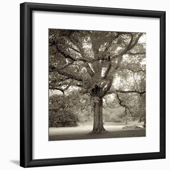 Hampton Maple I-Alan Blaustein-Framed Photographic Print