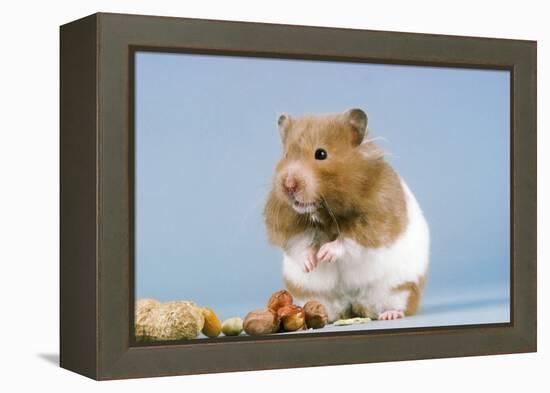 Hamster and Nuts-null-Framed Premier Image Canvas