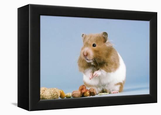 Hamster and Nuts-null-Framed Premier Image Canvas