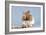 Hamster and Nuts-null-Framed Photographic Print