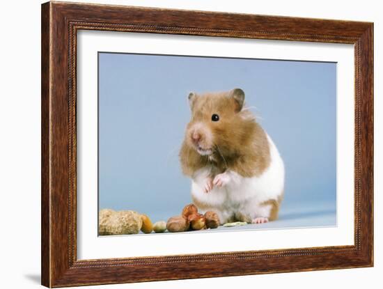 Hamster and Nuts-null-Framed Photographic Print