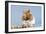 Hamster and Nuts-null-Framed Photographic Print