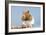 Hamster and Nuts-null-Framed Photographic Print