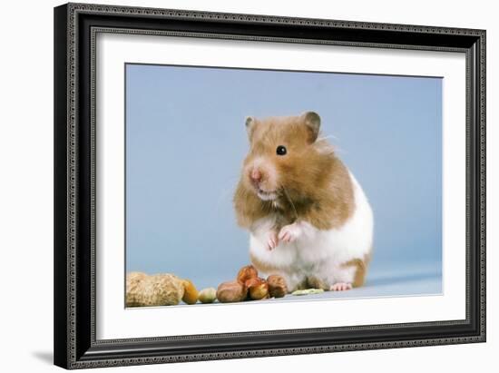 Hamster and Nuts-null-Framed Photographic Print