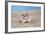 Hamster Digging in Sand-null-Framed Photographic Print