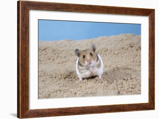 Hamster Digging in Sand-null-Framed Photographic Print