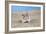 Hamster Digging in Sand-null-Framed Photographic Print